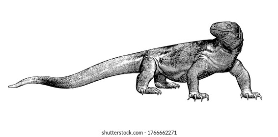 Monochrome vintage engraved drawing Komodo dragon vector illustration isolated on white background