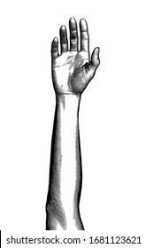 Monochrome vintage engraved drawing raised up human female hand vector illustration forearm front view isolated on white background