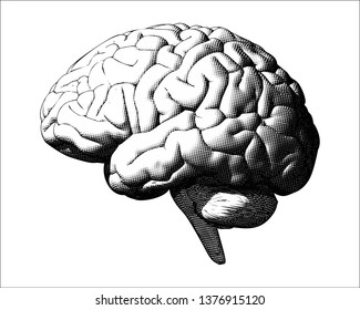 Monochrome vintage engraving crosshatch drawing human brain illustration in side view isolated on white background