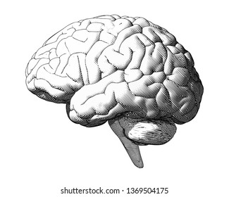 Monochrome vintage engraving drawing brain illustration in side view isolated on white background