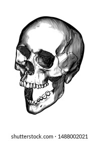 Monochrome vintage engraving drawing human skull open jaw or screaming perspective view isolated on white background