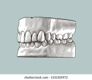 Monochrome vintage engraving drawing tooth and gum close jaw perspective side view represent for dental occlusion illustration isolated on gray background