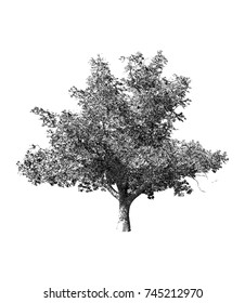 Monochrome vintage engraving tree illustration isolated on white background