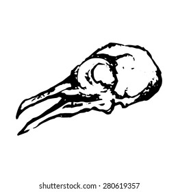 Monochrome white black skull of dove
