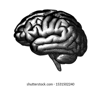 Monochrome Woodcut Vintage Engraved Drawing Human Brain Side View Vector Illustration Isolated On White Background