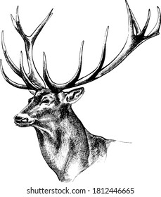 Monochrone hand drawn vector deer illustration.