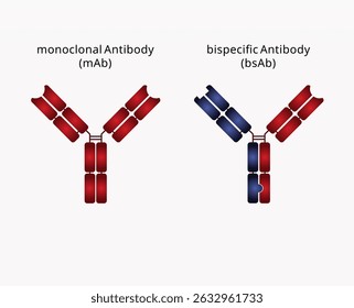 monoclonal antibody structure vs bispecific antibody structure in editable vector format.