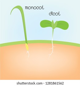 monocot and dicot