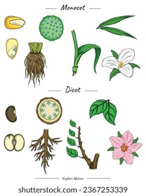 Monocot and dicot comparisons. Difference between monocot and dicot. for scientific illustrations, educational materials, botanical articles, or projects that require visualization in various contexts