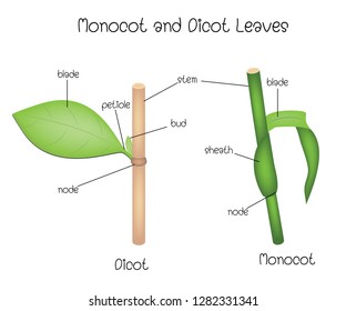 Monocot And Dicot Leaves