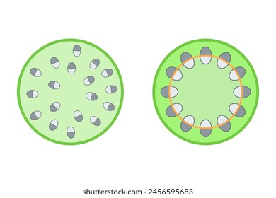Monocot and dicot stems. Diagram.