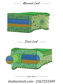 Monocot leaf and dicot leaf structure template. for scientific illustrations, educational materials, botanical articles, or projects that require visualization of roots in various contexts