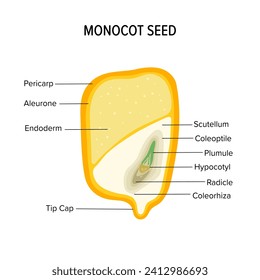 monocot seed anatomy for children education