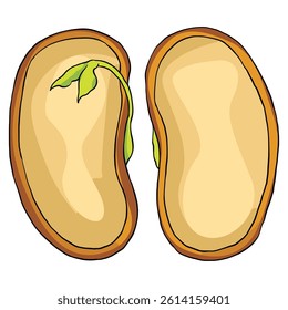 A Monocot seed illustration vector