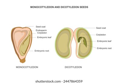 Monocot seeds have one cotyledon  like corn. Dicot seeds have two cotyledons like beans, providing stored nutrients for germination.Biological illustration