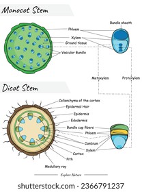 Monocot-Stamm und Dicot-Stammanatomie. Dieser Inhalt eignet sich für wissenschaftliche Illustrationen, Lehrmaterialien, botanische Artikel oder Projekte, die eine Visualisierung des Stammes erfordern.