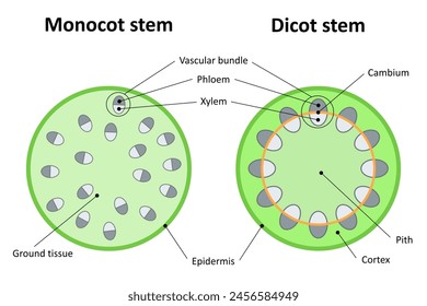 Monokotstab und Dikotstab. Diagramm.