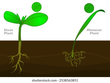 Monocots dicots differences. Flowering plants,  leaf, tap, fibrous roots, middle vein parallel venation branches. Monocotyledon vs dicotyledon, different. Vector illustration