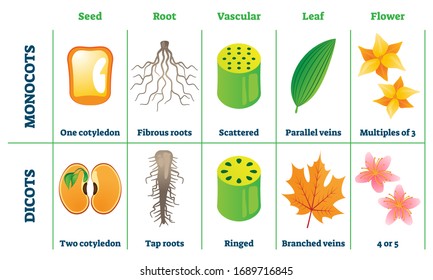 Monocots and dicots vector illustration. Labeled plant comparison division scheme. Educational graphic with seed, root, vascular, leaf and flower differences from botany aspect. School biology handout