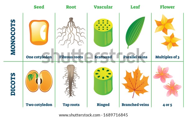 monocots-dicots-vector-illustration-labeled-plant-arkivvektor-royaltyfri-1689716845