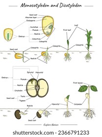 Monocotyledon- und Dicotyledon-Mais und Bohnensaatgut. Zeigt drei verschiedene Arten von Samen, nämlich Maissamen, Kiefernkerne, Bean Samen und die Funktionen ihrer Teile. Kann für Themen wie Biologie verwendet werden.