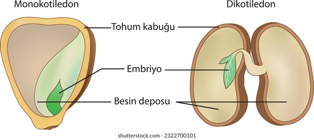 Monocotyledon, Dicotyledon, Shell de semillas, embrión, almacén de nutrientes