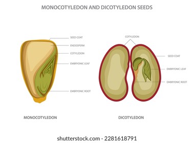 Monocotyledon and dicotyledon seeds are two types of flowering plant seeds, with monocots having one seed leaf and dicots having two. dicotyledon vs monocotyledon vector illustration svg