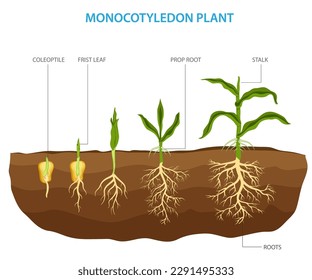 Monocotyledon plants, also known as monocots, are a group of flowering plants with a single embryonic leaf, or cotyledon, in their seed. 