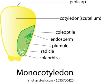 Monocotyledon Images Stock Photos Vectors Shutterstock Monocotyledon Images Stock Photos Vectors Shutterstock