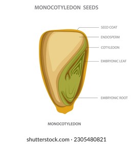 Semilla monocotilenosa, semilla con un único cotilledón o hoja embrionaria, característica de plantas monocot como hierbas y lirios.