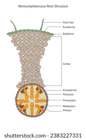 Monocotyledonous roots are fibrous, with numerous slender, evenly distributed roots. They lack a central taproot and exhibit adventitious root formation.