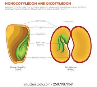 Monocotyledonen haben ein Samenblatt, parallele Venen und faserige Wurzeln, während Dicotyledonen zwei Samenblätter, sich verzweigende Venen und ein Taproot-System haben