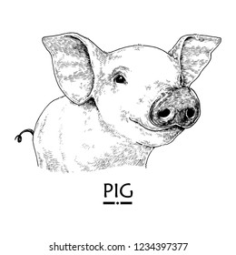 Monocrome Pig Illustration With Name Tag, Hand Drawn, Isolated Vector