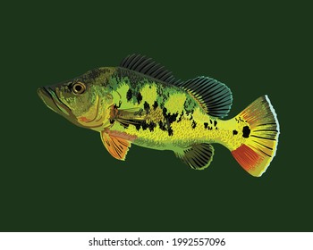 peces de vidrio de pavo real monocultivo, peces depredadores, peces exóticos, vectores