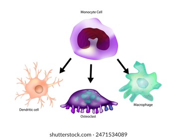 Diferenciación de monocitos. Macrófago, Célula dendrítica, Osteoclasto. Tipo de leucocitos o leucocitos