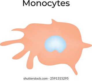 Monocyte Science Design Vector Illustration Diagram