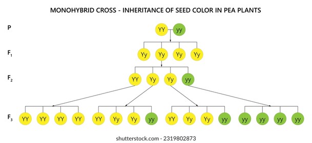 Monogybrid cross. Inheritance of seed color in pea plants.