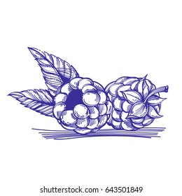 Monohrome vector raspberries isolated on white background