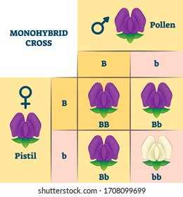 Monohybrid cross vector illustration. Educational plants gene mix scheme. Mendels experiment explanation with pistil and pollen parents. Generation color change with dominant and allele graphic.