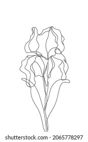 Monoline art of iris flower