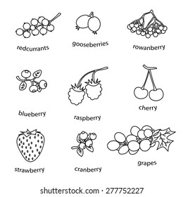 monoline berries set on white background simple vector 