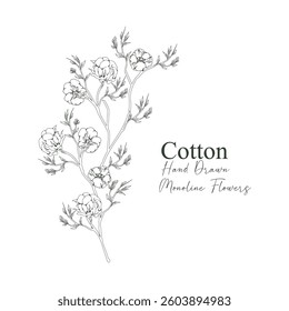 monoline vector illustration cotton flower sketch negative space.
