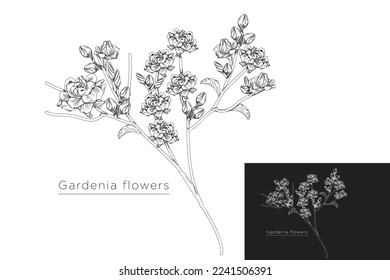 monoline vector illustration gardenia flower sketch negative space.