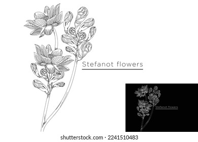 monoline vector illustration garlic vine flower sketch negative space.