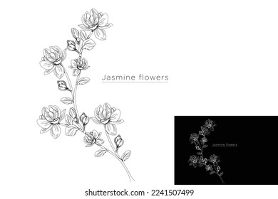 monoline vector illustration jasmine flower sketch negative space.