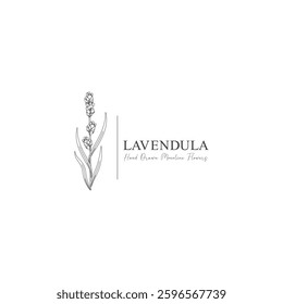 	
monoline vector illustration lavender flower sketch negative space.