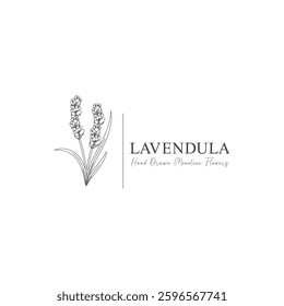 	
monoline vector illustration lavender flower sketch negative space.
