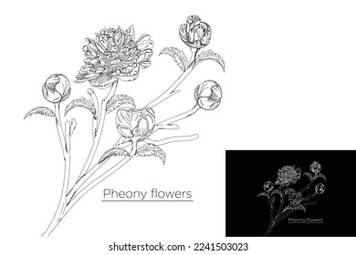 ilustración vectorial monolina boceto de flores de pheonia espacio negativo.