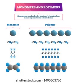 Monomers and polymers vector illustration. Labeled chemical educational scheme with both examples. Complex molecules structure formula and organic synthesis. Microscopic atom bonding closeup diagram.