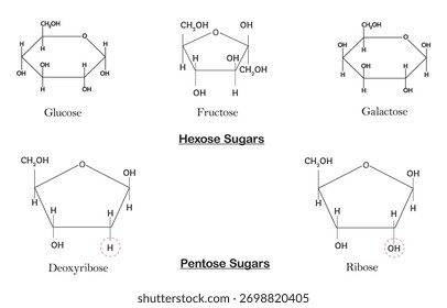 Monosaccharide Sugar Structures. like glucose, fructose, galactose, Ribose and Deoxyribose sugar chemical structure. Scientific resources for teachers and students. Vector illustration